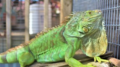 Cómo saber si mi Iguana está enferma