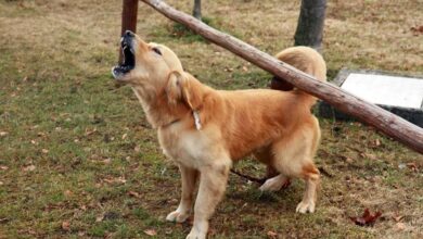 Mi perro ladra mucho, ¿Qué puedo hacer?