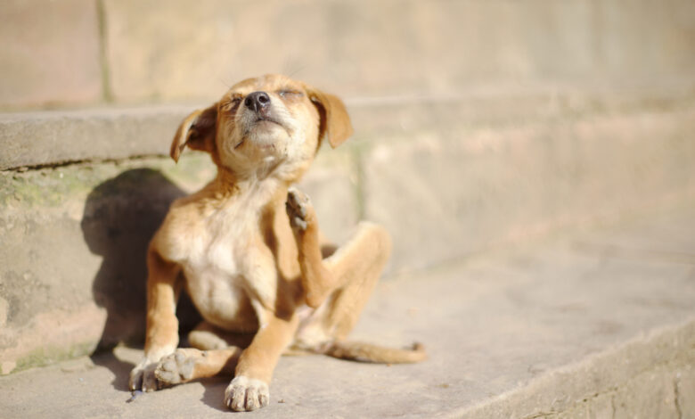 Por qué mi perro se rasca