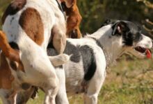 Por qué los perros se quedan pegados cuando se aparean