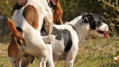 Por qué los perros se quedan pegados cuando se aparean