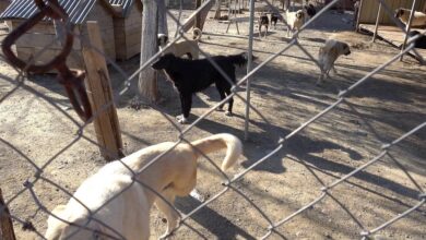 Cómo adoptar un perro