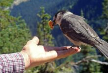 Los mejores nombres para pájaros