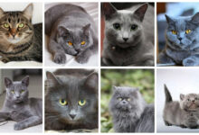 Razas de gatos grises
