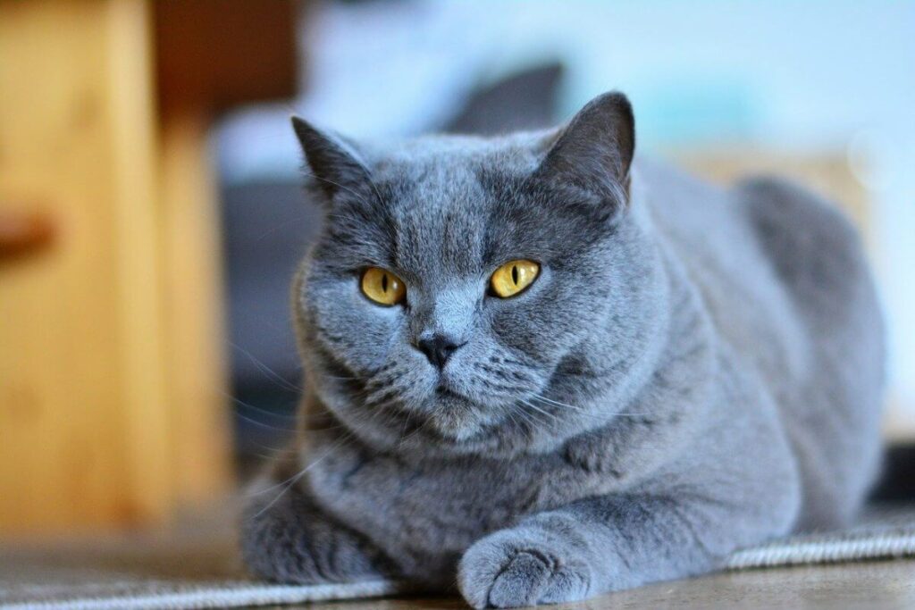 Razas de gatos grises - Gato chartreux