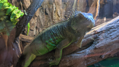 Cómo cuidar a una iguana verde