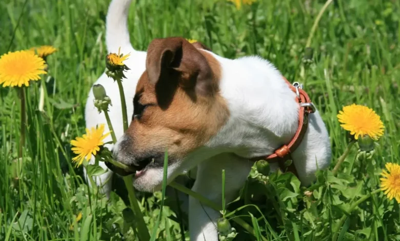 Por qué los perros comen hierba