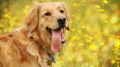 Golden Retriever