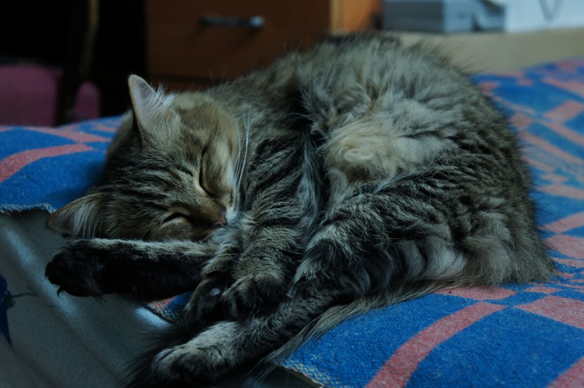 Кошка приходит спать. Спящие котята. Спящий котик. Спящий полосатый кот.