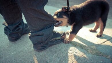 Cómo educar a un perro para que no muerda