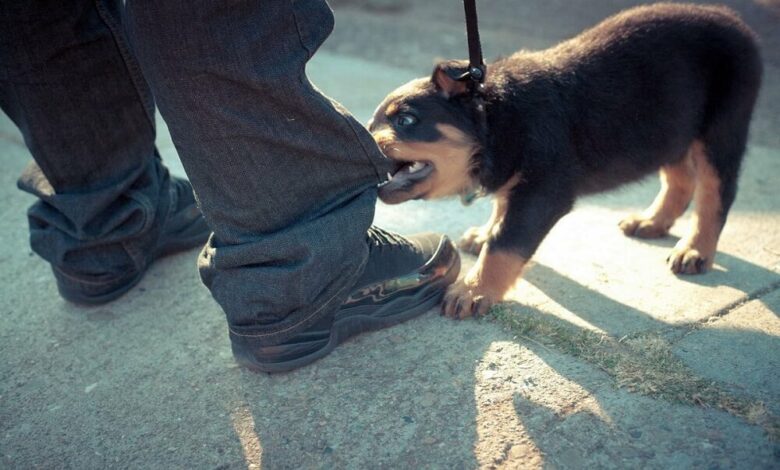 Cómo educar a un perro para que no muerda