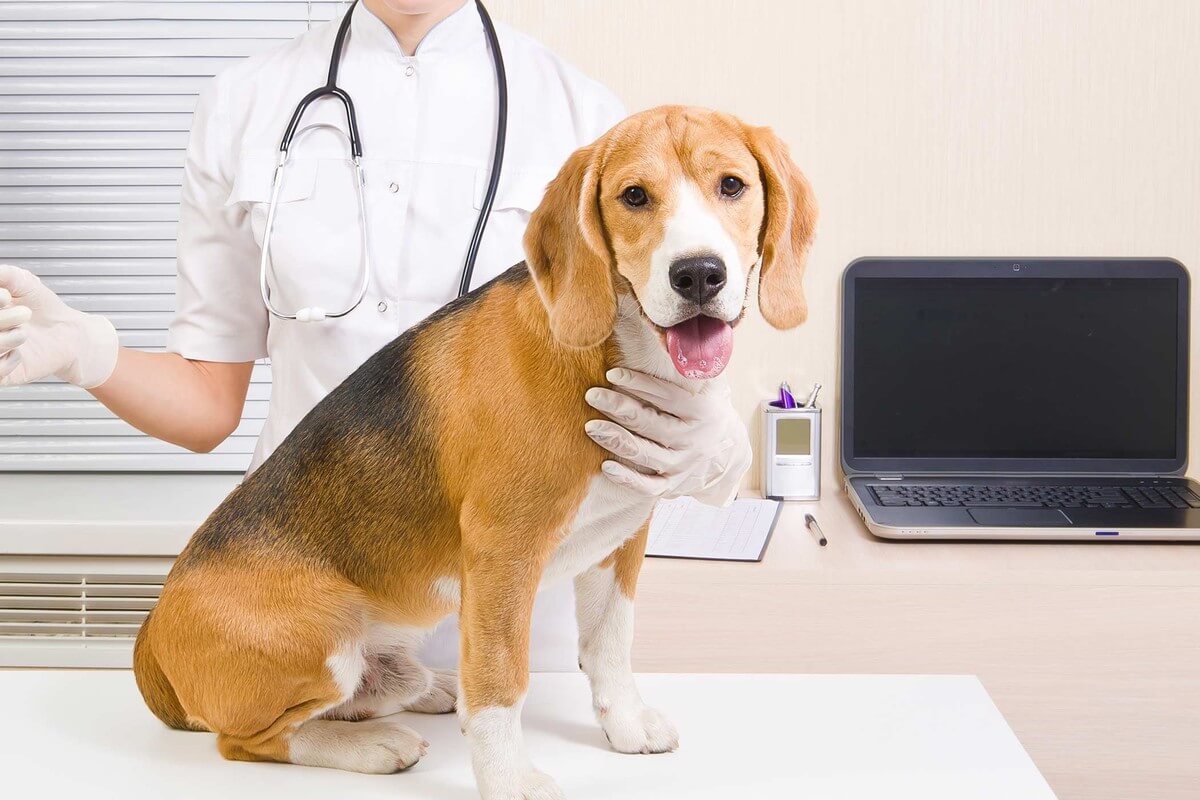 Gastritis en perros أسباب وأعراض وعلاج ضيق التنفس عند الكلاب 1 أسباب وأعراض وعلاج ضيق التنفس عند الكلاب