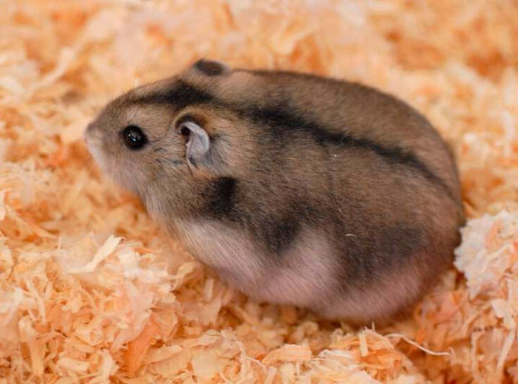 Hamster Sexo