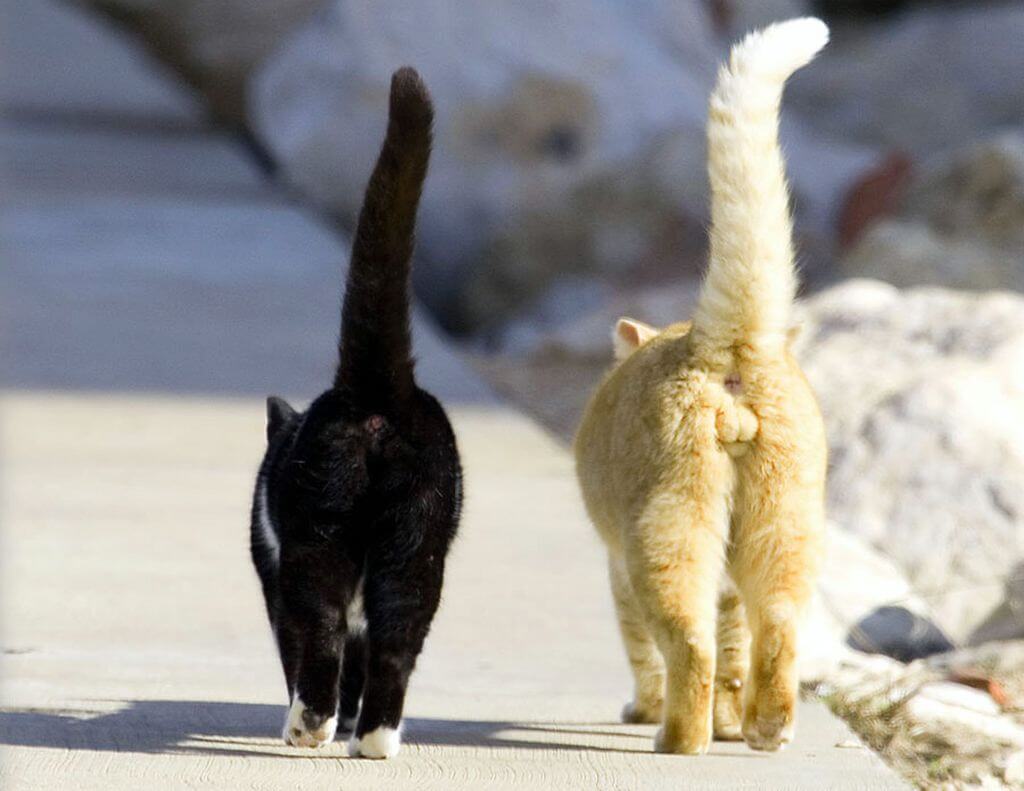 ¿Como Saber Si Mi Gato Es Macho O Hembra?
