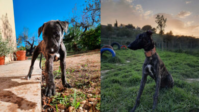 Galgo español