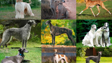 Tipos de Galgos