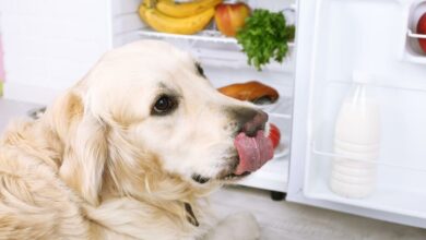 Alimentos prohibidos para perros