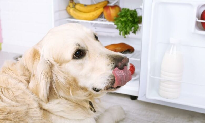 Alimentos prohibidos para perros