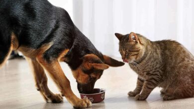 Puede mi perro comer comida para gatos