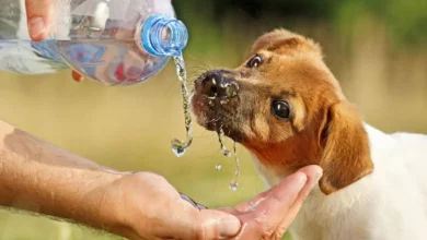 Cómo aliviar el calor de nuestros perros en verano