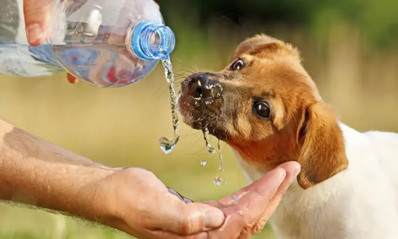 Cómo aliviar el calor de nuestros perros en verano