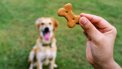 Cómo enseñar a tu perro a sentarse, quedarse y venir cuando se le llama