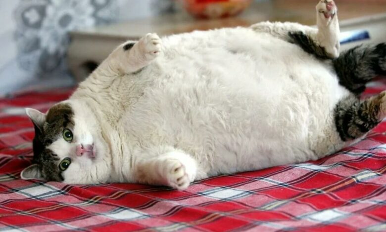 Cómo prevenir el sobrepeso en gatos