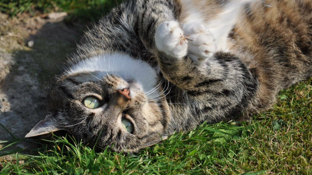Cómo prevenir el sobrepeso en gatos - Consejos para prevenir el sobrepeso en gatos