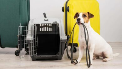 Cómo viajar con mascotas: todo lo que necesitas saber