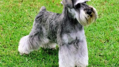 El Schnauzer: una raza canina llena de personalidad