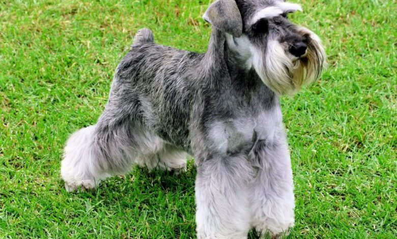 El Schnauzer: una raza canina llena de personalidad