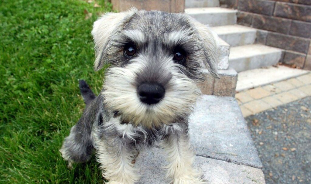 El Schnauzer, una raza canina llena de personalidad - Cuidados y necesidades del Schnauzer