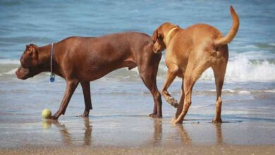 Glándulas anales de los perros