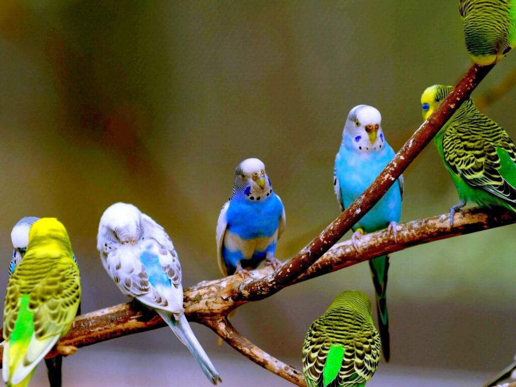 Periquito Australiano Origen, Características, Comportamiento y más - Características físicas y colores