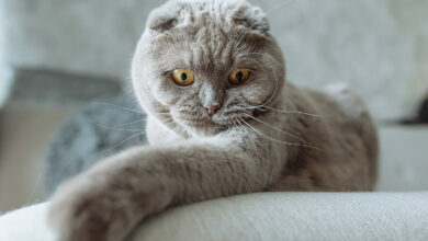 Scottish Fold Características y Curiosidades