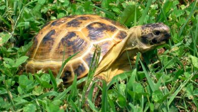 Testudo hermanni: La Tortuga Mediterránea