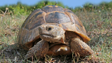 Tipos de Tortugas de Tierra