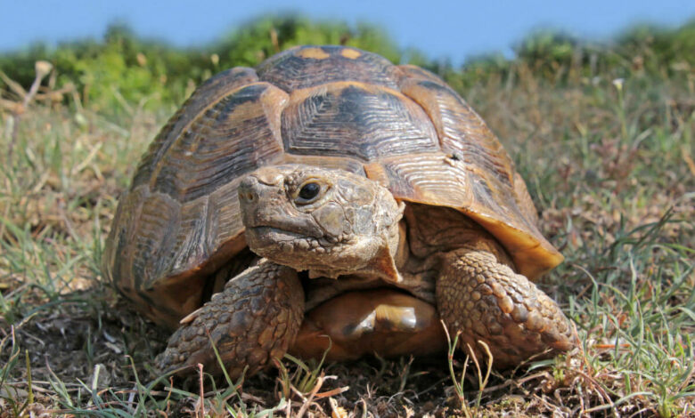 Tipos de Tortugas de Tierra