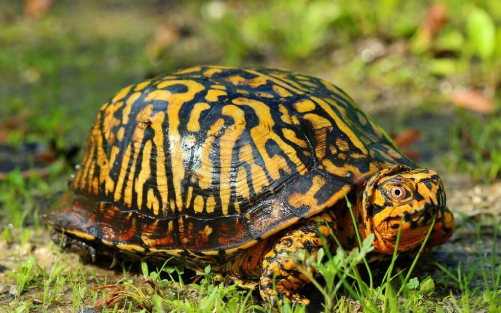 Tipos de Tortugas de Tierra - Tortuga de Caja Común