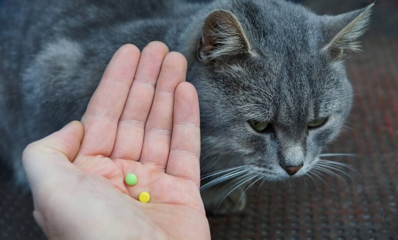 Cómo darle una pastilla a un gato