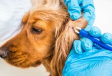 Cómo desparasitar a mi perro