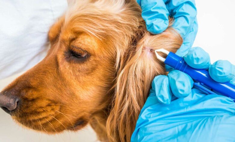 Cómo desparasitar a mi perro