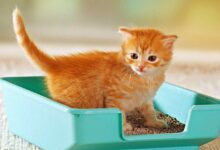 Cómo entrenar a tu gato para usar la caja de arena