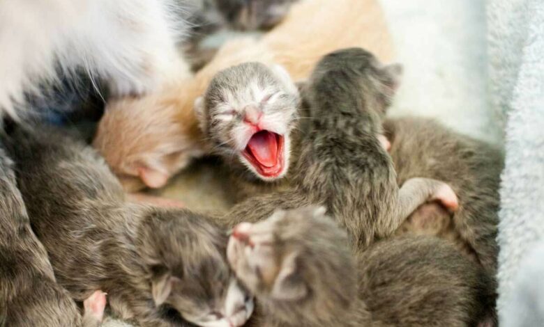 Cómo Ayudar En Un Parto De Gatas