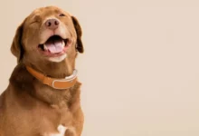 Hipo en perros - Causas, consejos y cómo solucionarlo