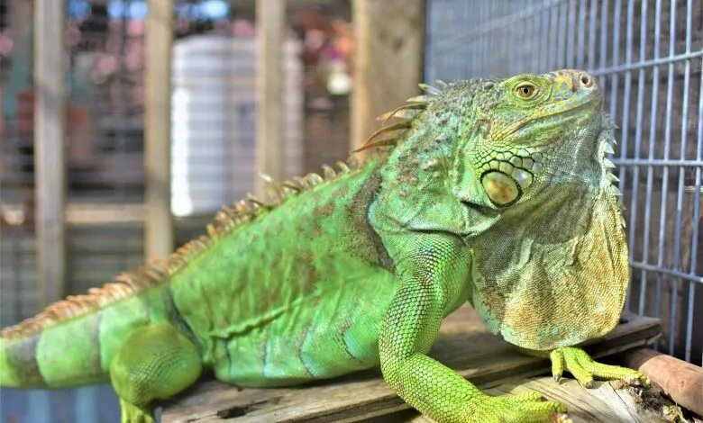 Cómo saber si mi Iguana está enferma