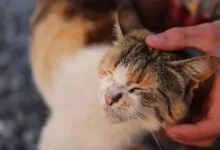 Por qué los gatos ronronean