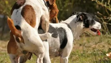 Por qué los perros se quedan pegados cuando se aparean