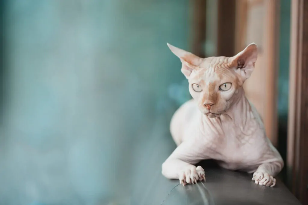 Razas de Gatos sin pelo - Gato Donskoy