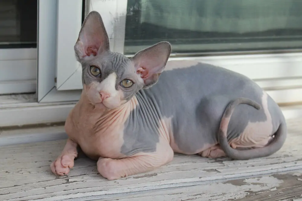 Razas de Gatos sin pelo - Gato Esfinge